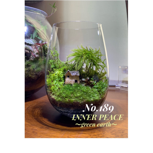 No.304 苔アート　苔テラリウム　完成品 No.304 苔アート 苔テラリウム 完成品 苔テラリウム一品物シリーズ（1
