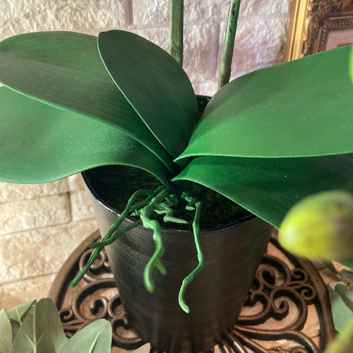 光触媒　人工観葉植物　ウォールグリーン　フェイク　フラワー　リアル胡蝶蘭bl 光触媒 人工観葉植物 ウォールグリーン フェイク フラワー