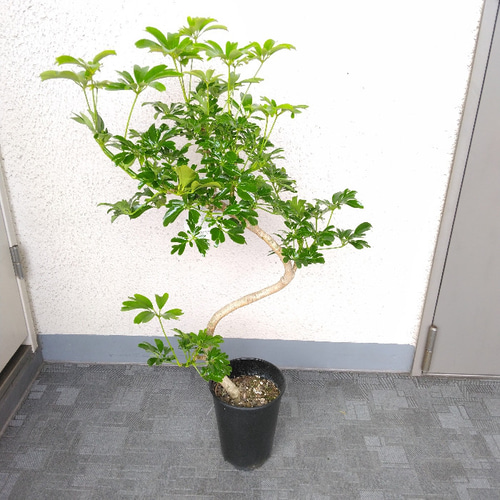 現品】シェフレラ【レナータ曲がり 観葉植物 樹形綺麗 高さ85