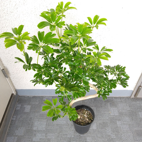 現品】シェフレラ【レナータ曲がり 観葉植物 樹形綺麗 高さ85