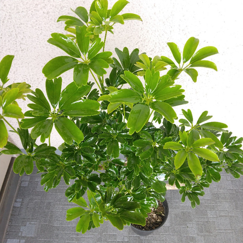 現品】シェフレラ【レナータ曲がり 観葉植物 樹形綺麗 高さ85