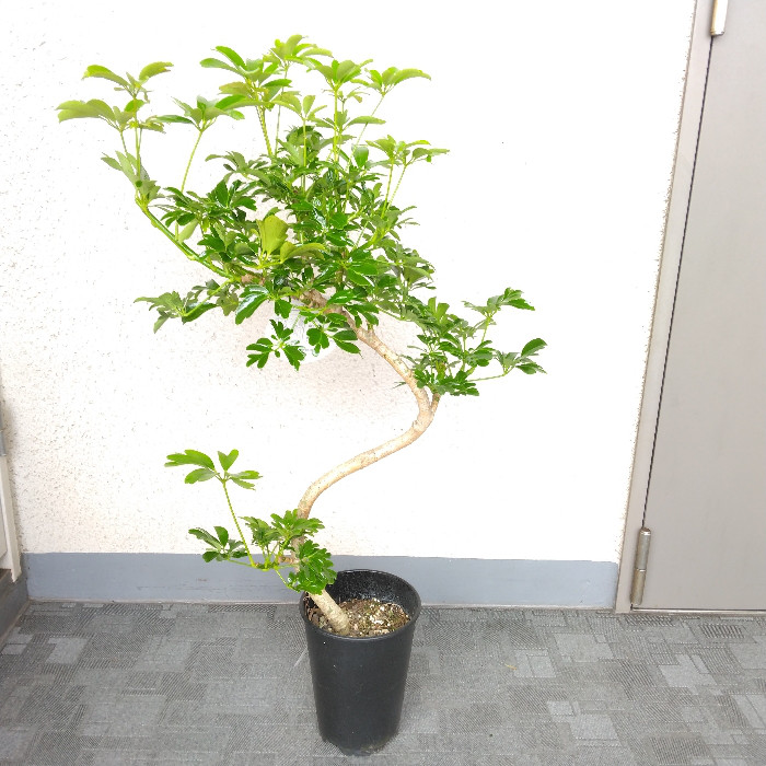 日本製/今治産 【直接引渡し限定】シェフレラ 観葉植物 大型 室内 10号