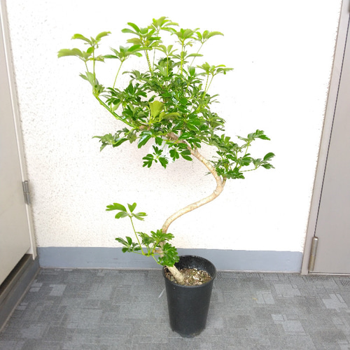 現品】シェフレラ【レナータ曲がり 観葉植物 樹形綺麗 高さ85