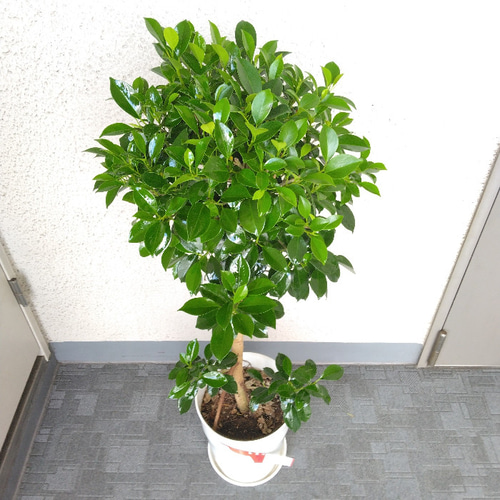 現品】新しい品種 珍しい ②フィカスナナ 大鉢観葉植物 7号鉢 高さ90