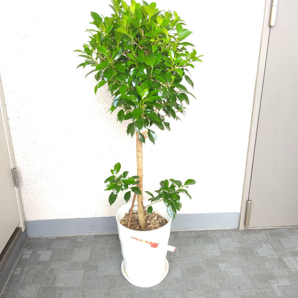 フィカス　クリシュナ 7号鉢 大株 現品】新しい品種 珍しい ②フィカスナナ 大鉢観葉植物 7号鉢 高さ90