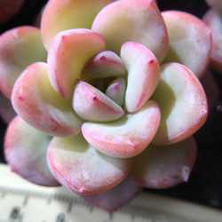 98.【札付き】イチボ シューイチさん苗 多肉植物 エケベリア 美苗☆恋煩い ミックスベリア 札付き おらいさん苗 エケベリア 多肉植物