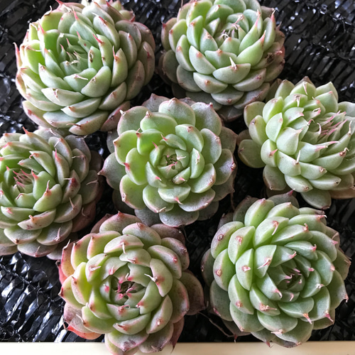 多肉植物 エケベリア カラメルトースト 1苗 1500円 多肉植物 愛多肉