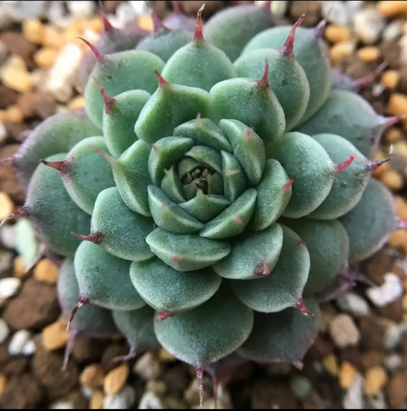 多肉植物 エケベリア カラメルトースト 1苗 1500円 多肉植物 愛多肉