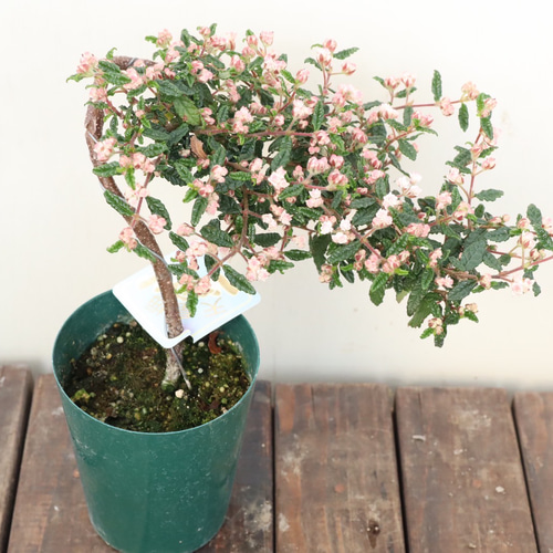 天皇梅＊珍しい梅＊ミニ盆栽＊懸崖つくり＊常緑樹 アートフラワー