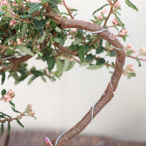 天皇梅＊珍しい梅＊ミニ盆栽＊懸崖つくり＊常緑樹 アートフラワー