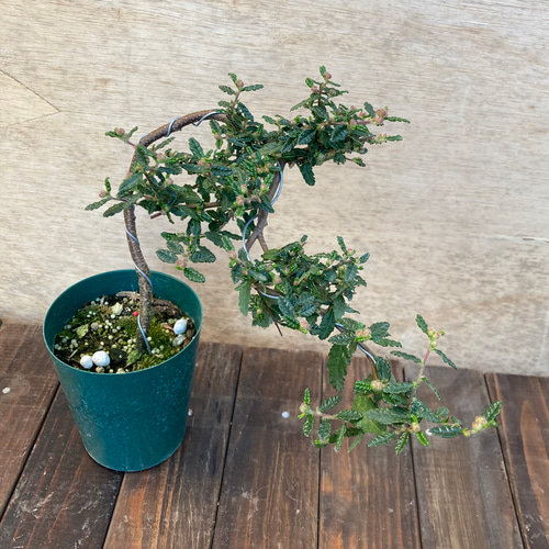 超特大古木　天皇梅　観葉植物 グレー鉢 約70cm 超特大古木 天皇梅 観葉植物 グレー鉢 約70cm