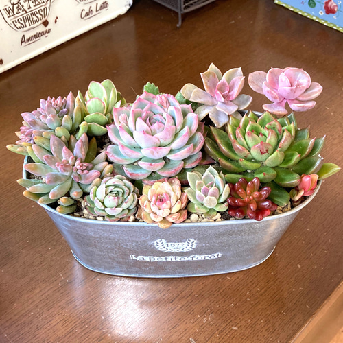 受注制作》多肉植物 多肉セダムの寄せ植え 韓国苗 ブリキ鉢 母の