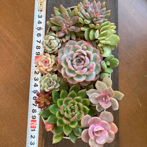 多肉植物 多肉セダムの寄せ植え そのまま飾れる ブリキ鉢 おうち