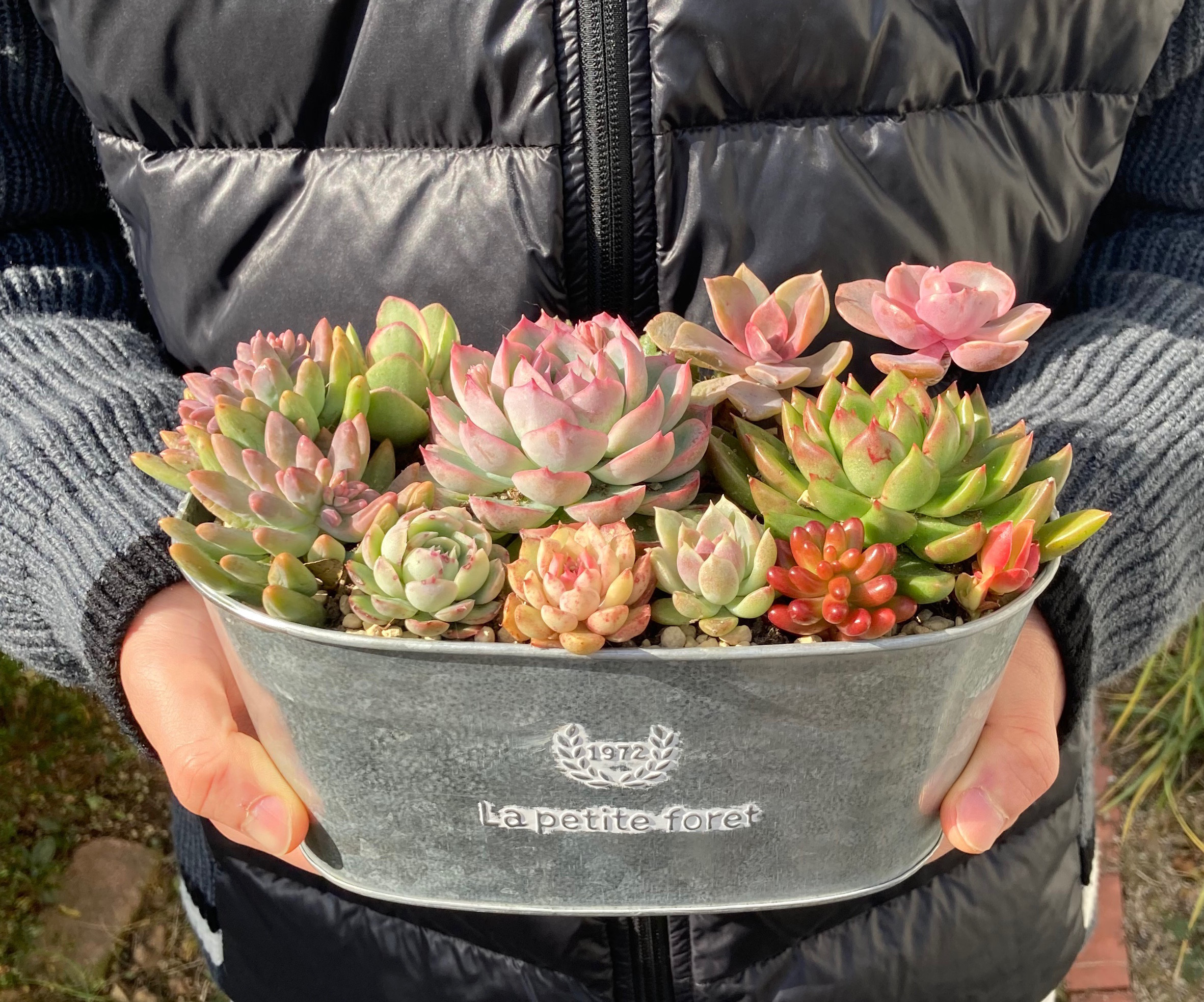 《受注制作》多肉植物　多肉セダムの寄せ植え　韓国苗　ブリキ鉢　母の日ギフト　誕生日プレゼント　開店祝い　おうちプレゼント