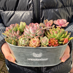 寄せ植え　多肉植物　韓国苗　リース　q 受注制作》多肉植物 多肉セダムの寄せ植え 韓国苗 ブリキ鉢 母の日