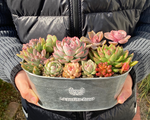 受注制作》多肉植物 多肉セダムの寄せ植え 韓国苗 ブリキ鉢 母の日