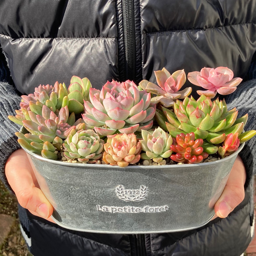 受注制作》多肉植物 多肉セダムの寄せ植え 韓国苗 ブリキ鉢 母の