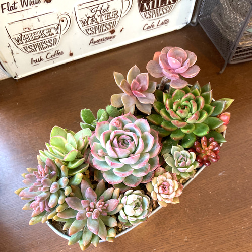 寄せ植え　多肉植物　韓国苗　リース　q e2b3e34311e3705665bfa75f1dc339