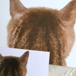 貓背頭明信片和書籤套裝（托倫） 第2張的照片