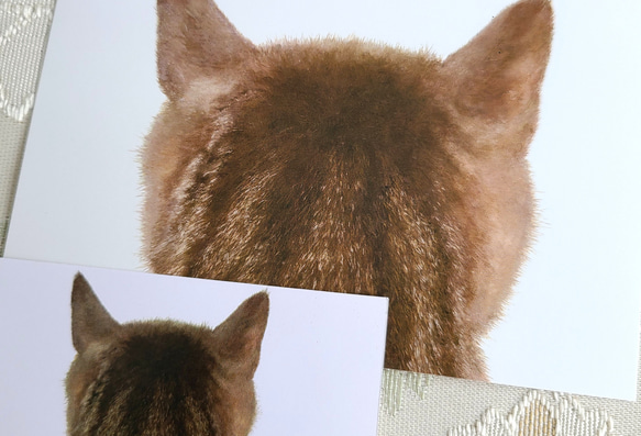 貓背頭明信片和書籤套裝（托倫） 第2張的照片