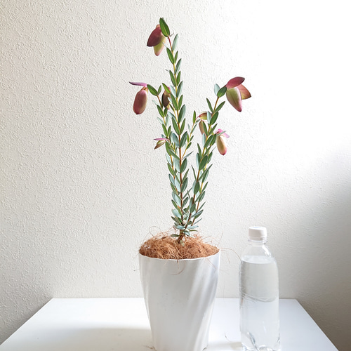 ○数量限定○新作○ 希少品種 ベル型の花 ”ピメレア・ピソデス ○数量限定○新作○ 希少品種 ベル型の花 ”ピメレア・ピソデス