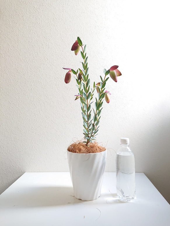 ●数量限定●新作●　希少品種　ベル型の花　”ピメレア・ピソデス（ウエディング・ベル）鉢セット”　観葉植物　レア　可憐 7枚目の画像