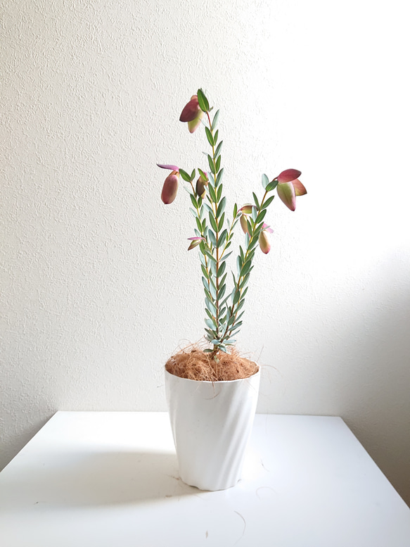 ●数量限定●新作●　希少品種　ベル型の花　”ピメレア・ピソデス（ウエディング・ベル）鉢セット”　観葉植物　レア　可憐 1枚目の画像