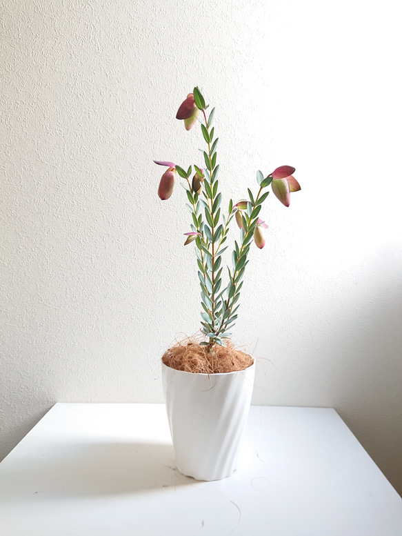 ○数量限定○新作○ 希少品種 ベル型の花 ”ピメレア・ピソデス ○数量限定○新作○ 希少品種 ベル型の花 ”ピメレア・ピソデス
