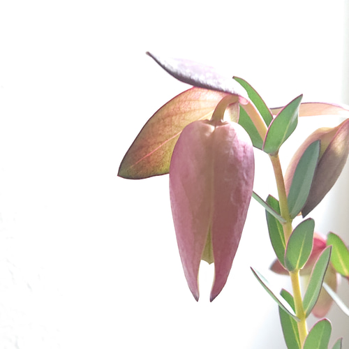 ○数量限定○新作○ 希少品種 ベル型の花 ”ピメレア・ピソデス ○数量限定○新作○ 希少品種 ベル型の花 ”ピメレア・ピソデス