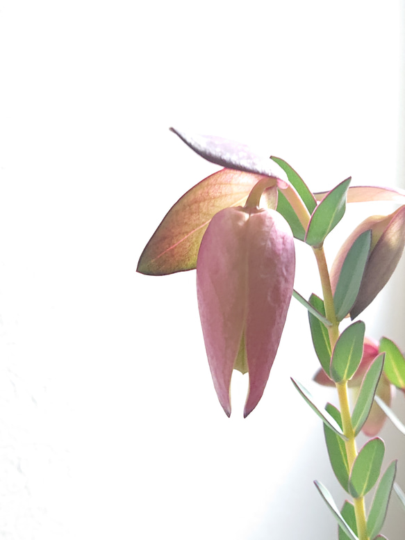 ●数量限定●新作●　希少品種　ベル型の花　”ピメレア・ピソデス（ウエディング・ベル）鉢セット”　観葉植物　レア　可憐 3枚目の画像