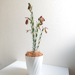 ●数量限定●新作●　希少品種　ベル型の花　”ピメレア・ピソデス（ウエディング・ベル）鉢セット”　観葉植物　レア　可憐 2枚目の画像