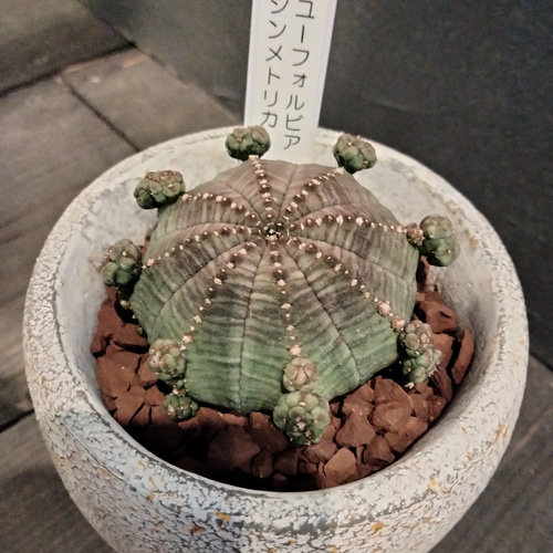 ユーフォルビア シンメトリカ 子吹き おしゃれな陶器セット 高さ12cm