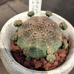 ユーフォルビア ホワイトゴースト綴化 かなりワイルドでインパクトの