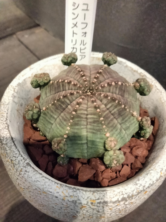 ユーフォルビア シンメトリカ 子吹き おしゃれな陶器セット 高さ12cm