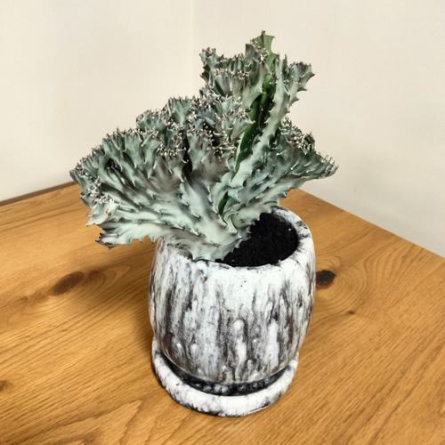 ユーフォルビア ホワイトゴースト綴化 かなりワイルドでインパクトの