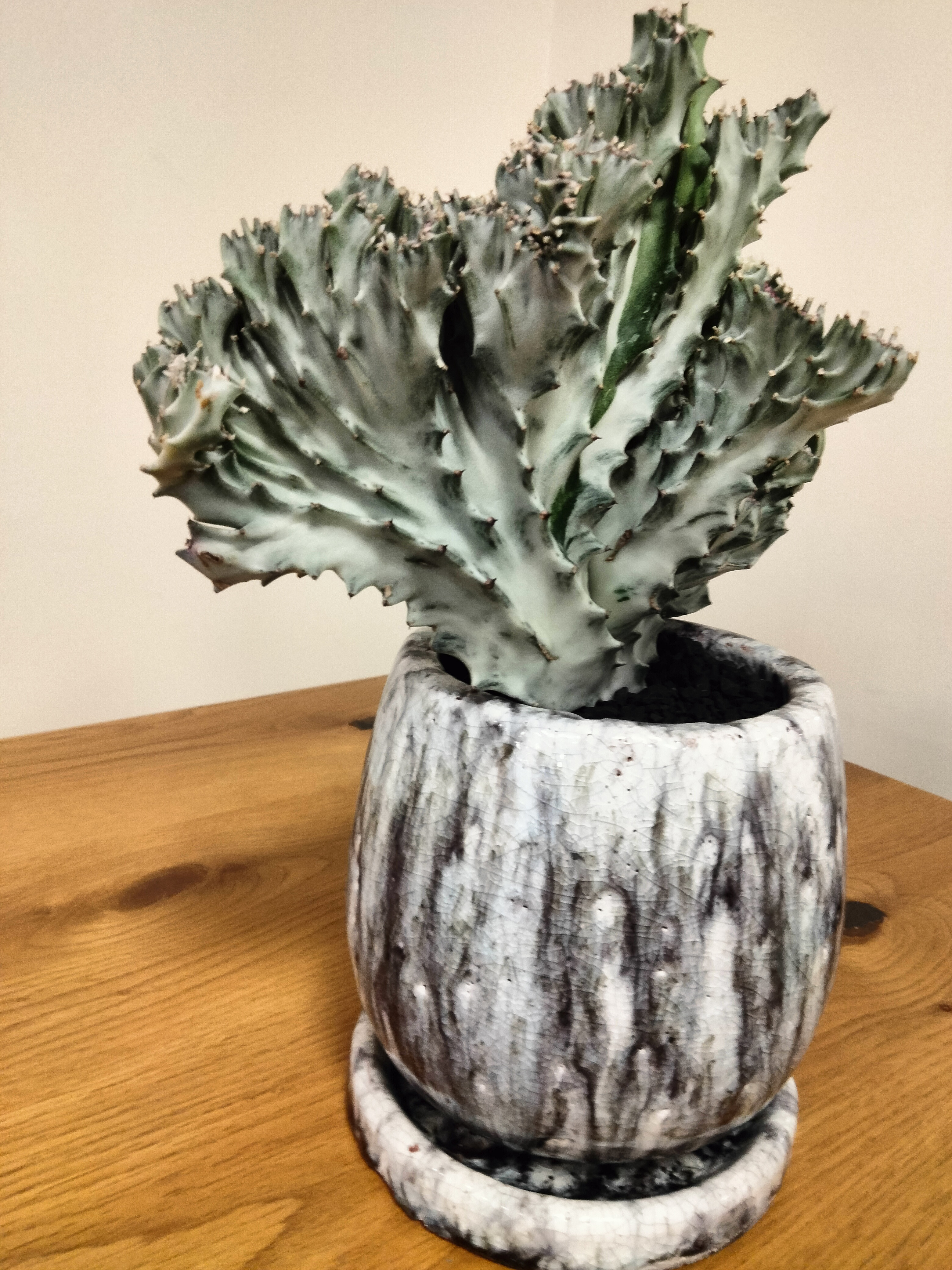 珍品】ユーフォルビア アルデルクリ綴化 2 サボテン 多肉植物