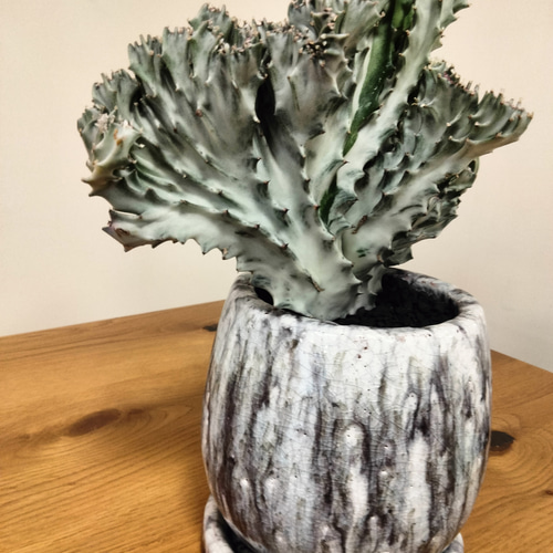 ホワイトゴースト綴化　ラクティア　ユーフォルビア　ホリダ　バリダ　オベサ ラクティア綴化 マハラジャ ホワイトゴースト ユーフォルビア