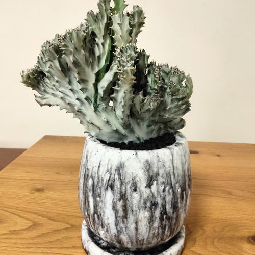 【美形希少】ユーフォルビア　ホワイトゴースト　綴化　写真の追加承ります！ ユーフォルビア ホワイトゴースト綴化 かなりワイルドで