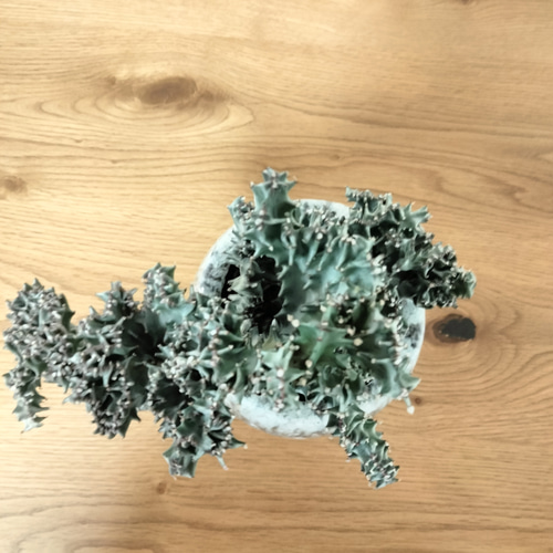 【美形希少】ユーフォルビア　ホワイトゴースト　綴化　写真の追加承ります！ 美形希少】ユーフォルビア ホワイトゴースト 綴化 写真の追加承ります