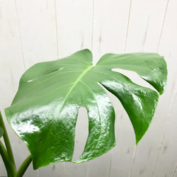 切れ込み良好♡  モンステラ   アダンソニー    Monstera adansonii   セメント鉢カバー付 8枚目の画像