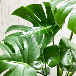 切れ込み良好♡  モンステラ   アダンソニー    Monstera adansonii   セメント鉢カバー付 6枚目の画像