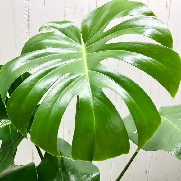 切れ込み良好♡  モンステラ   アダンソニー    Monstera adansonii   セメント鉢カバー付 7枚目の画像