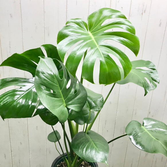 切れ込み良好♡  モンステラ   アダンソニー    Monstera adansonii   セメント鉢カバー付 4枚目の画像