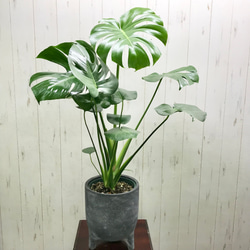 切れ込み良好♡  モンステラ   アダンソニー    Monstera adansonii   セメント鉢カバー付 1枚目の画像