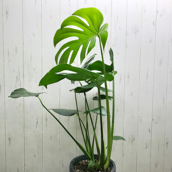 切れ込み良好♡  モンステラ   アダンソニー    Monstera adansonii   セメント鉢カバー付 2枚目の画像