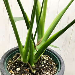 切れ込み良好♡  モンステラ   アダンソニー    Monstera adansonii   セメント鉢カバー付 5枚目の画像