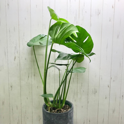 切れ込み良好♡  モンステラ   アダンソニー    Monstera adansonii   セメント鉢カバー付 3枚目の画像