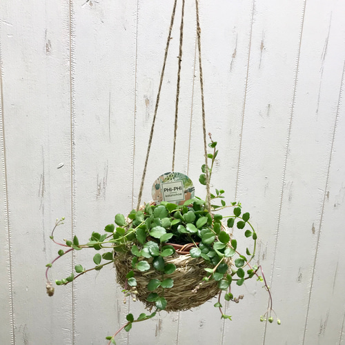 花芽付き♡ カランコエ フィフィ ナチュラルバスケット ハンギング
