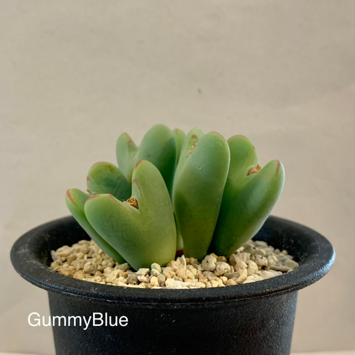 多肉植物 コノフィツム ビロブム H6♡ 多肉植物 GummyBlue 通販 多肉植物 コノフィツム ビロブム H6♡ 多肉植物 GummyBlue 通販
