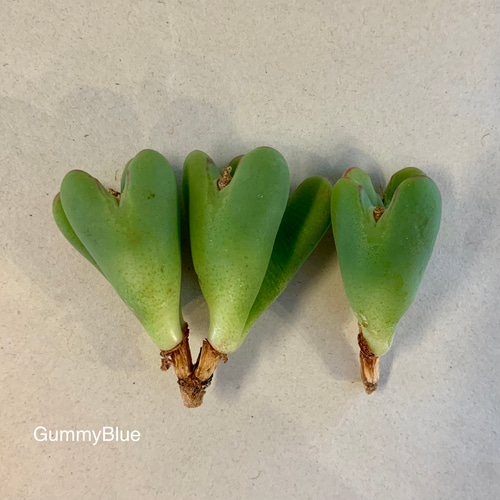 多肉植物 コノフィツム ビロブム H6♡ 多肉植物 GummyBlue 通販